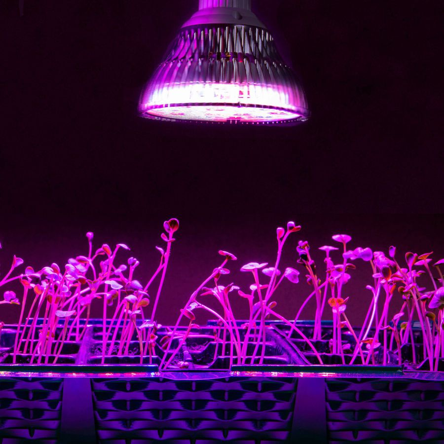 Светодиодная фитолампа GARDEN SHOW E27 15Вт, превью