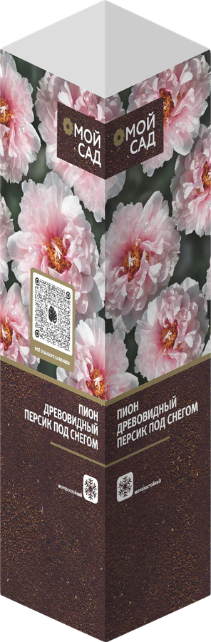 Саженец Пион привитый древовидный, микс, шт, предпросмотр